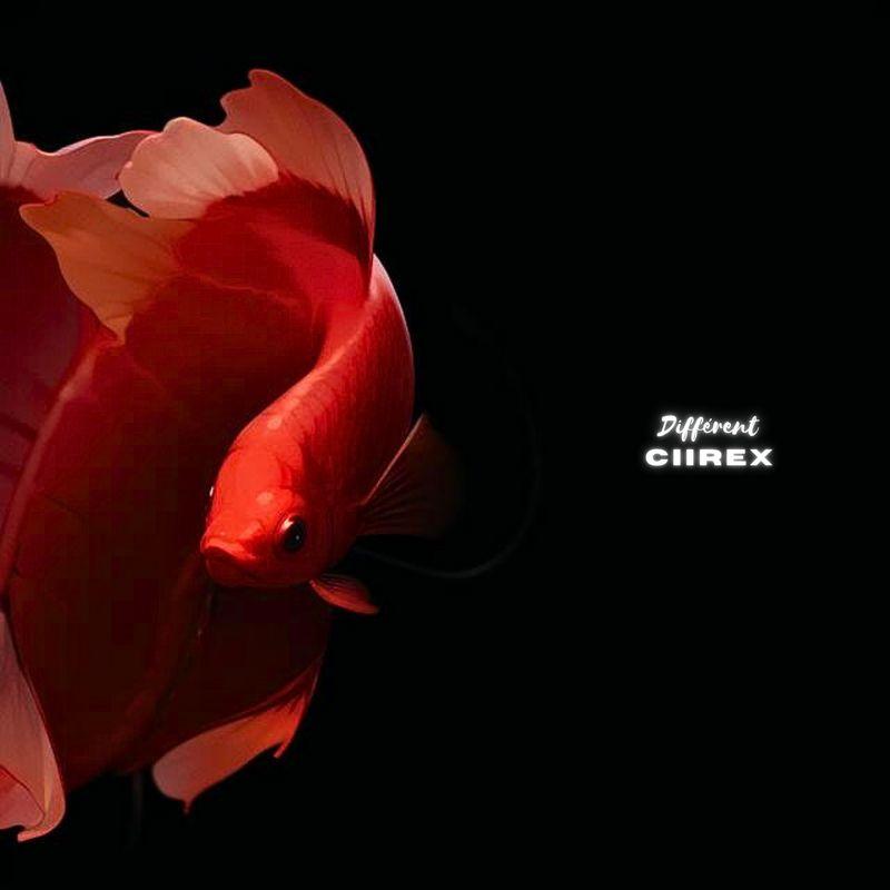 release-cover