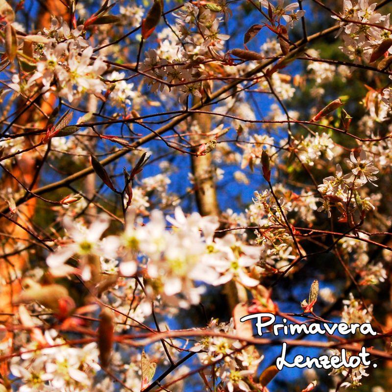 release-cover